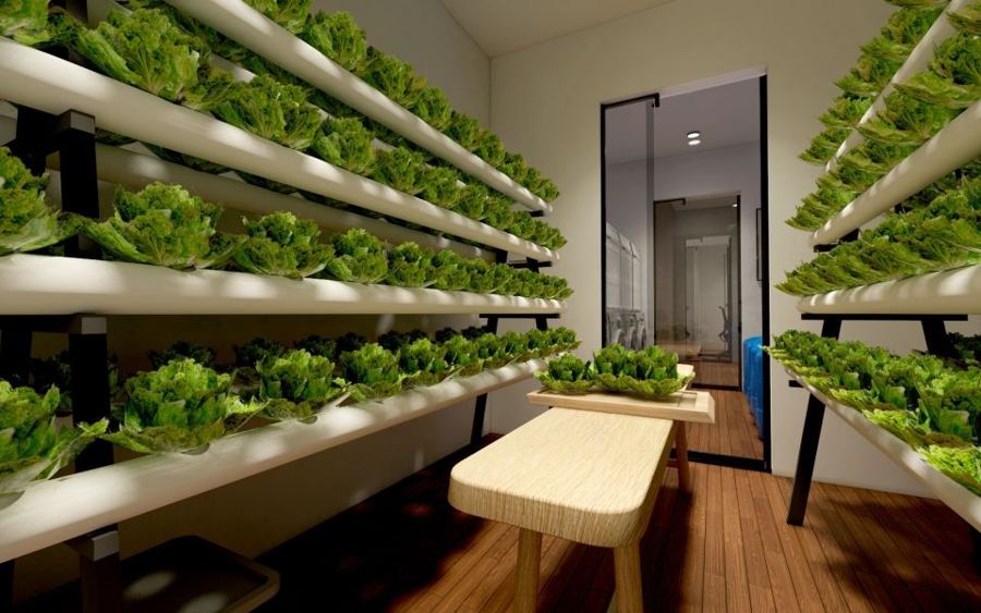 غرفة زراعة مائية مع رفوف خس تنمو على الجدارين