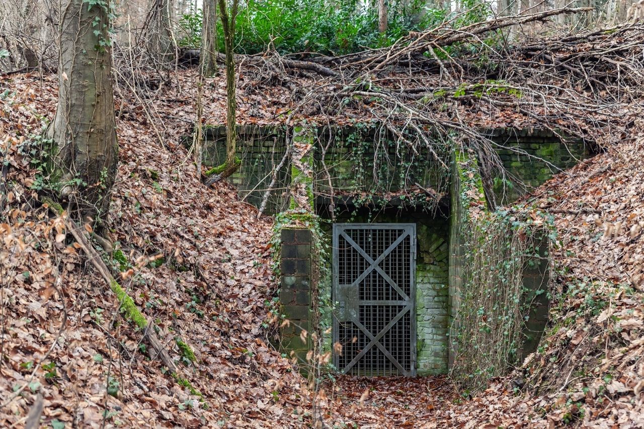 An overgrown bunker entrance with a metal gate among woodland trees and fallen leaves.